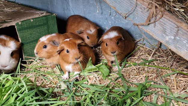 Baby Guinea pigs, ip3