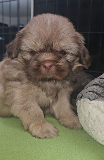 Imperial Shih Tzu Puppies