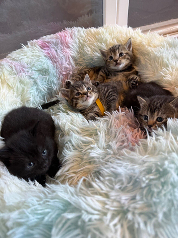 4 gorgeous British short hair kittens
