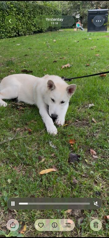 Husky