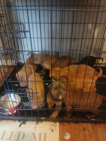 Lovely 6 weeks old puppies