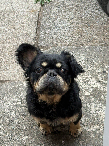 Fluffy French bulldog