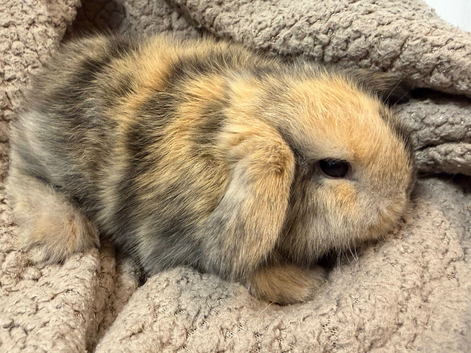 MINI LOPS BUCK DOE