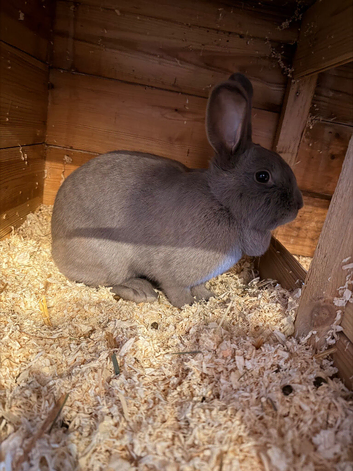 Two rabbits