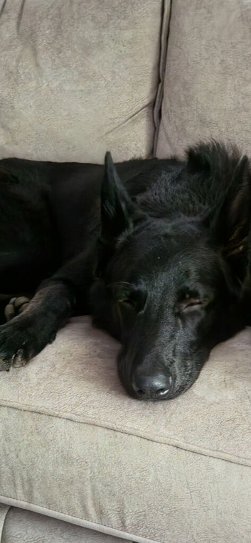 7 month old german Shepherd