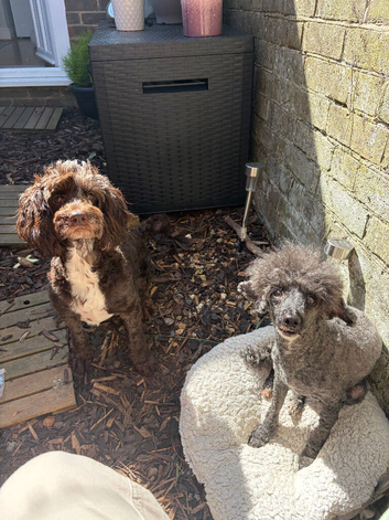 Toy poodle