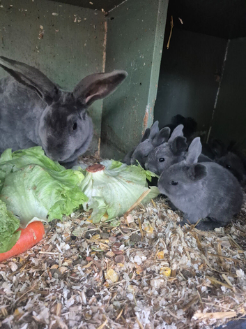 Blue opal standard rex rabbits