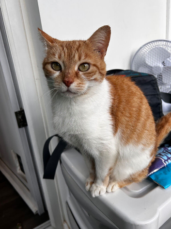Beautiful 18 month Ginger and White Female.