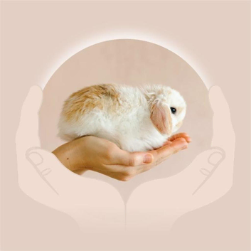 Lisa Brumpton Animal Communication & Reiki