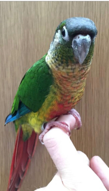 Hand tammed green cheek conure