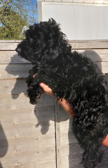 Fabulously Fluffy Cockalier-a-Poo Puppies
