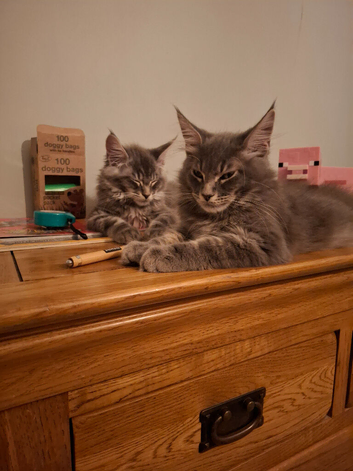 Tica Registered Maine coon kittens