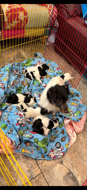 TRADITIONAL JACK RUSSELL PUPPIES