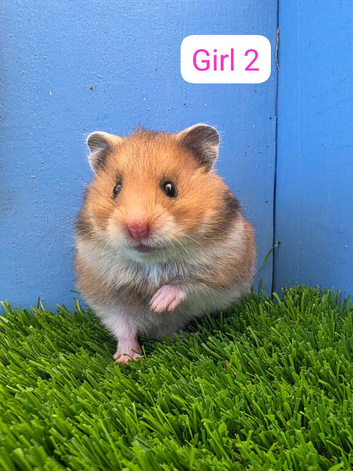 Beautiful Syrian Hamster Baby