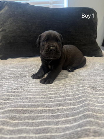Cane corso puppies - excellent example of their breed