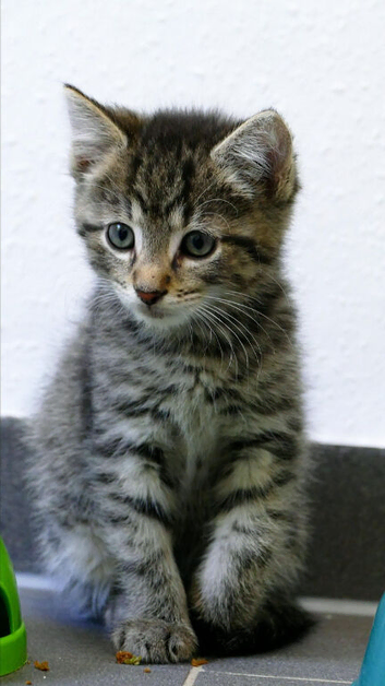 Looking for a  kitten