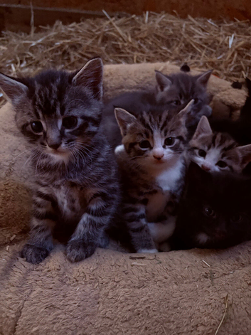Kittens British shorthair x ragdoll