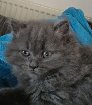 Beautiful Scottish straight male kitten