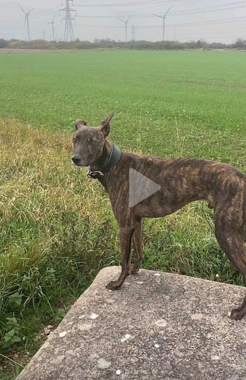 Lurcher