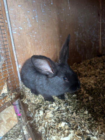 Male blue black boy carries the blue and harlequin gene 10 weeks old