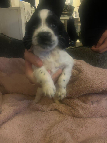 Gorgeous spaniel puppys