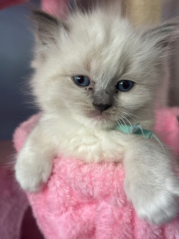 Last boy ragdoll kitten Ready to leave