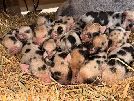 Miniature piglets
