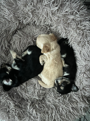 Chihuahua pups