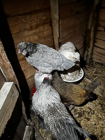 Silkie cross started flock