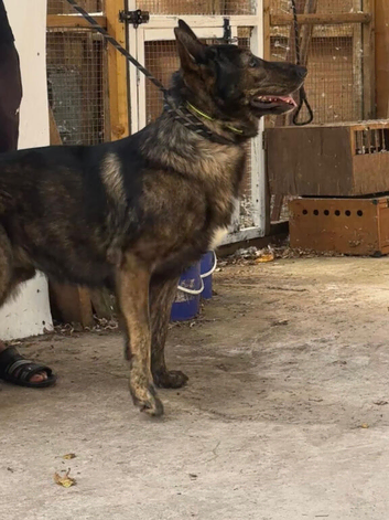 German shepherd male