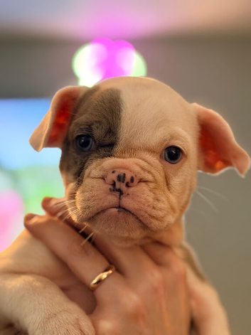 BEAUTIFUL FRENCH BULLDOG X ENGLISH BULLDOG PUPPIES