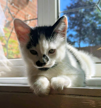 Beautiful Kittens in Nottingham