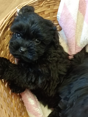 F1 Cavapoo pups for sale