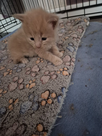 Maine coon kittens