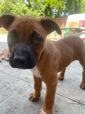 Belgium malinois puppies