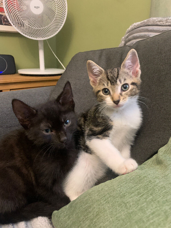 2 male kittens