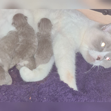 LAST LILAC KITTEN AVAILABLE READY NOW