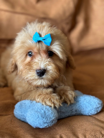 Maltipoo puppies small toy Maltese x toy poodle red apricot dog puppy