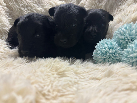 KC registered Scottish Terrier puppies