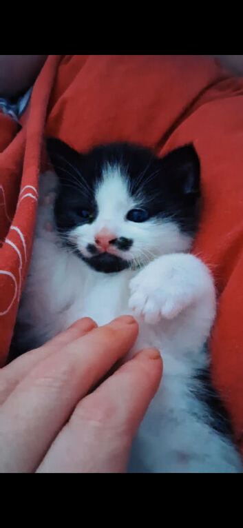 Turkish Angora Male Kitten - 8 weeks