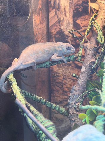 Panther chameleon