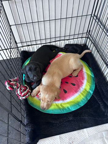 Ready to leave now Labrador puppies