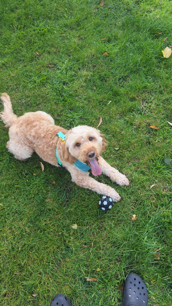 6 year old cockapoo