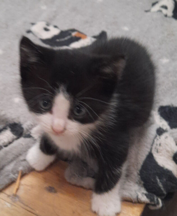 Gorgeous Kittens For Sale