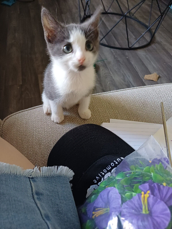Kitten