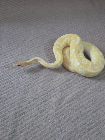 Banana special pastel