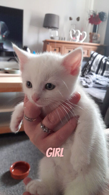 kittens