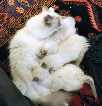 Blue Tortie Point Mitted Ragdoll Kittens