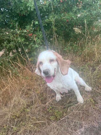 Lady - Cocker Spaniel Bitch