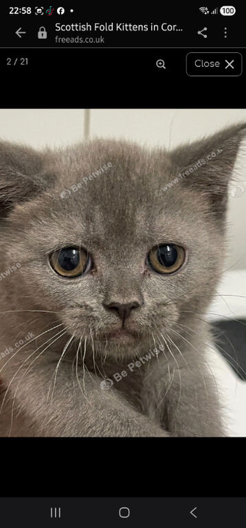 Scottish straight kitten mum and dad both Scottish fold
